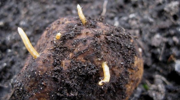  wireworms