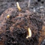  wireworms