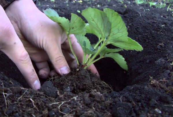  Strawberries are planted at the end of July or in August.