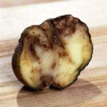  Cancro di patate