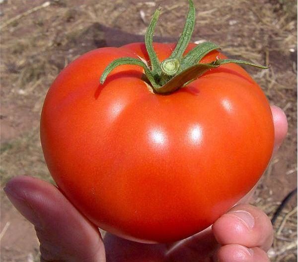  Variedade precoce de tomate Volgograd 323