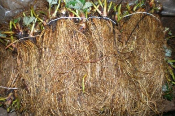  Strawberry sprouts for planting by the method of fri
