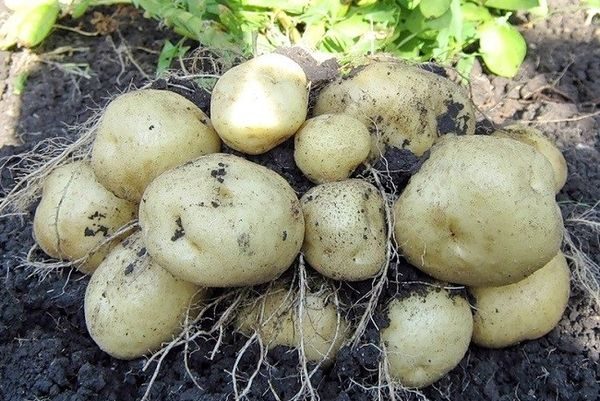  O resultado do cultivo pelo método de Mikhailov