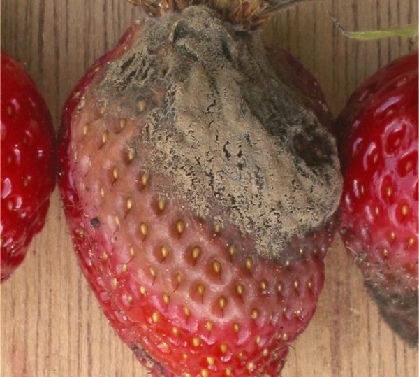 Rhizoctoniosis