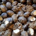  Rhizoctoniosis