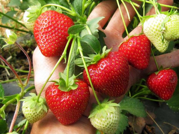  Gathering strawberry queen