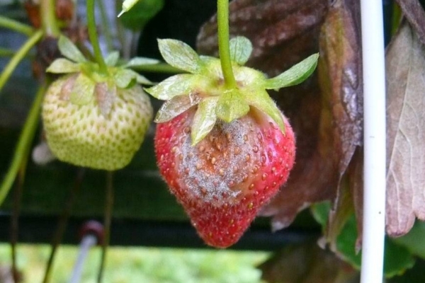  Black rot on strawberries