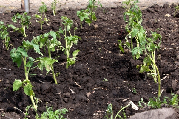  As sementes são semeadas em contêineres em março e, em maio, as mudas são plantadas em terreno aberto.