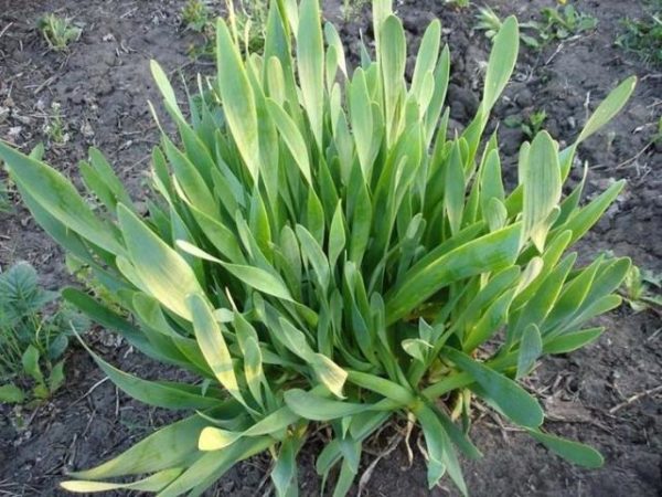  Onion Slizun