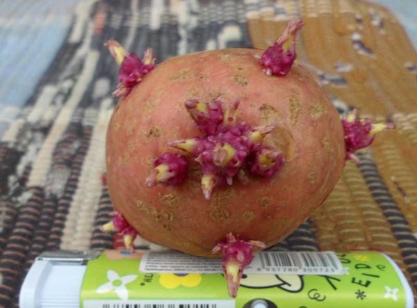  ciuffolotto