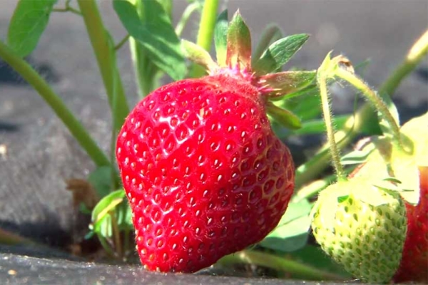 Frutta una volta a stagione, alla fine di maggio, un cespuglio dà fino a 400 grammi di raccolto.