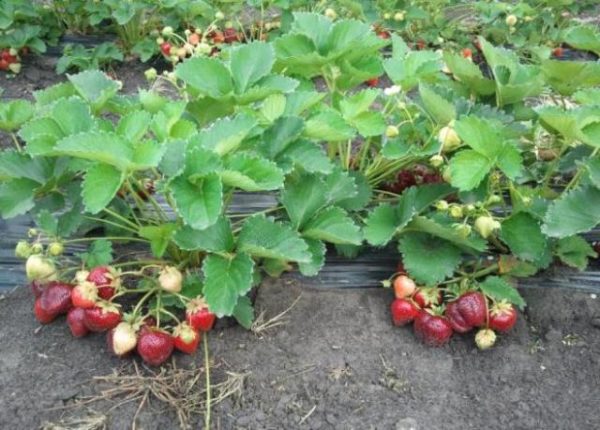  Fragole in giardino