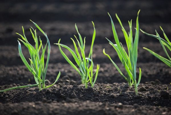  Young shoots of onion bamberger