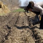  La profondità media di piantare patate