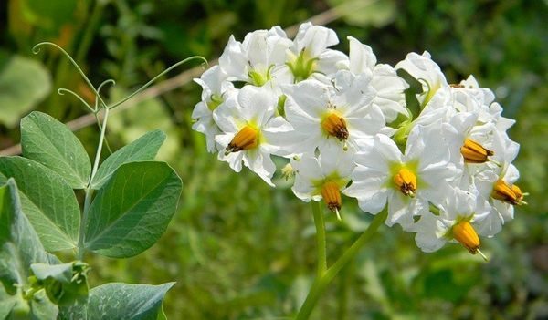  Fiori di patate