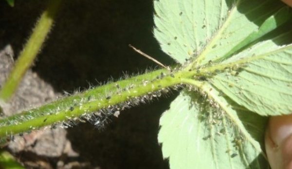  Aphid