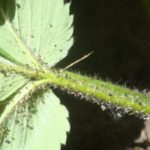  Aphid