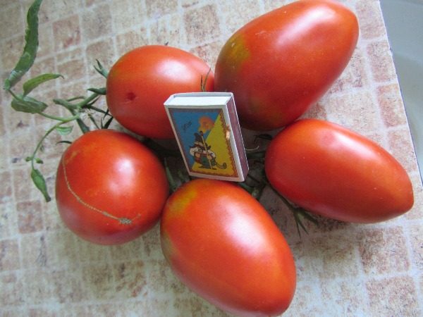  Tomat De Barao Giant