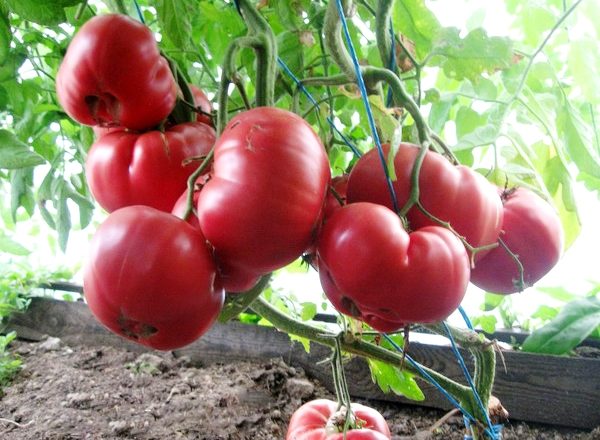  Tomate Mel Rosa