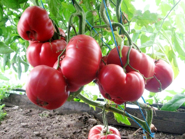  Tomate Mel Rosa