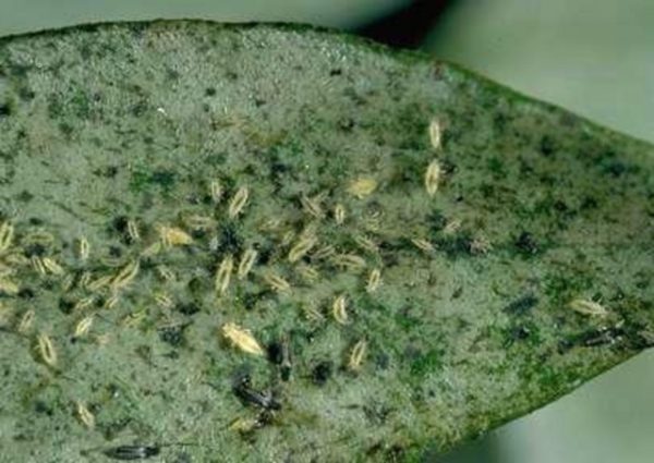  Tobacco thrips