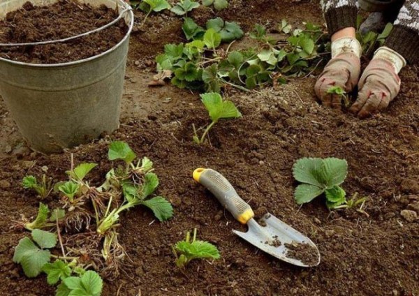  Soil for planting strawberries
