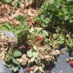  Verticillous wilting of strawberries