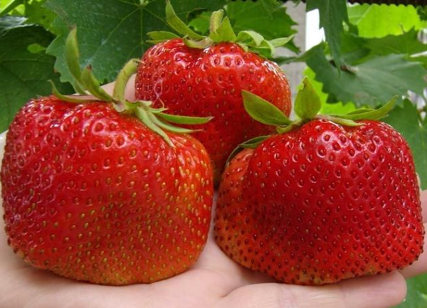  Vicoda strawberries