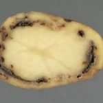  Internal rot