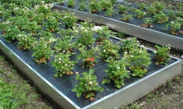  Mulberry bed with strawberries
