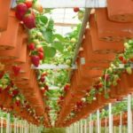  Growing strawberries in pots