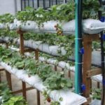 Growing strawberries in bags in a horizontal way
