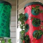  Growing strawberries in bags vertically