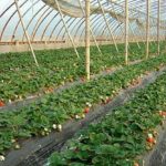  Growing strawberries in a greenhouse on the ground