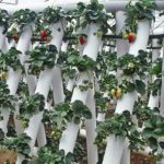  Growing strawberries in PVC pipes