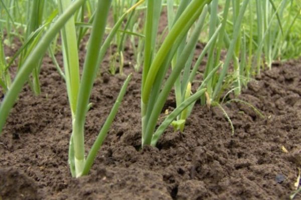  Bamberger onion close-up