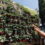 Strawberry hedge