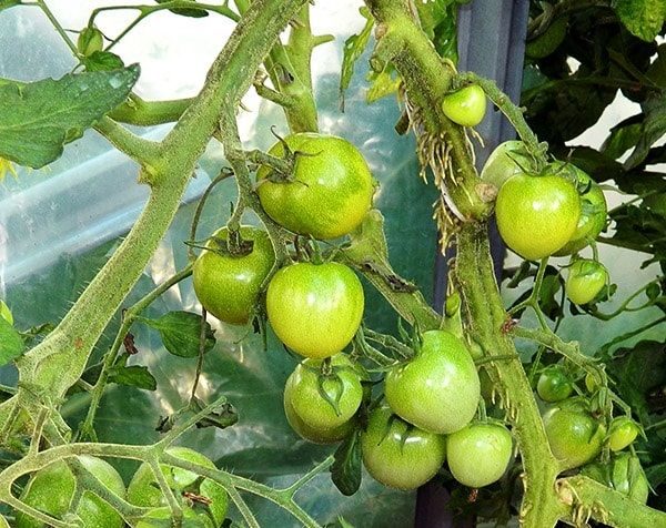  Uvas verdes