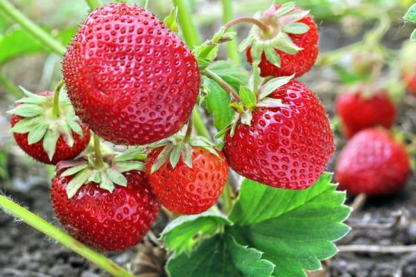  Strawberry Zenga Zengan