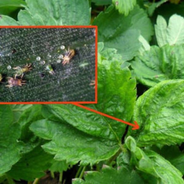  Strawberry Mite
