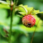  Strawberry Mite