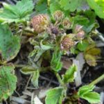  Acaro alla fragola sulla fragola