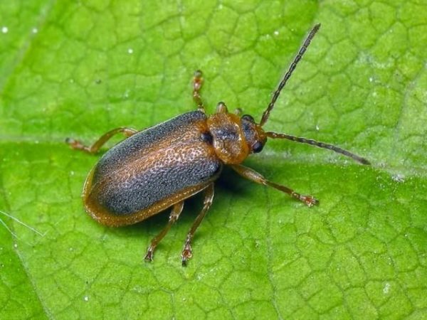  Strawberry leaf beetle