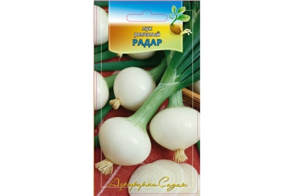  Radacina ceapa de soi