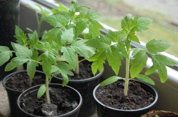  Tomates Volgograd plantou mudas, que são mais de 60 dias