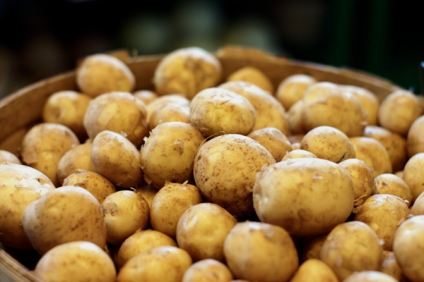  Sante refers to the medium early varieties, the ripening period is 80-90 days