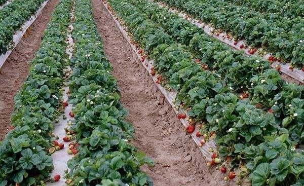  I letti di fragole devono essere spostati ogni 5 anni.