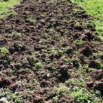  Per aggiungere friabilità, scavano la terra più volte.