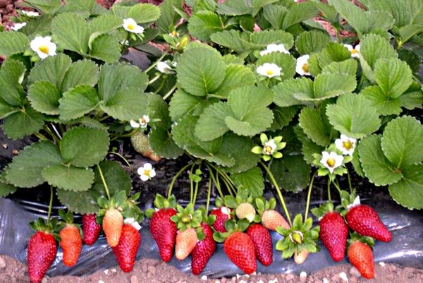  La fragola riparatrice è in grado di dare frutti tutto l'anno.