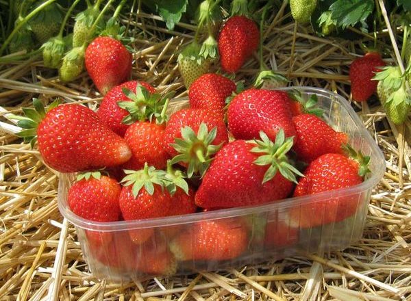  Alba Strawberry